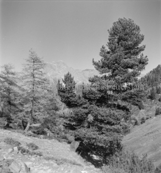 Serie: Nationalpark, Arvenwald, Til Rieser, Bezeichnung Hülle: Nationalpark, Nationalpark Arvenwald mit Personen, Val Mingèr; Nationalpark Til Rieser
