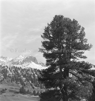 Serie: Nationalpark, Arvenwald, Til Rieser, Bezeichnung Hülle: Nationalpark, Nationalpark Arvenwald mit Personen, Val Mingèr; Nationalpark Til Rieser