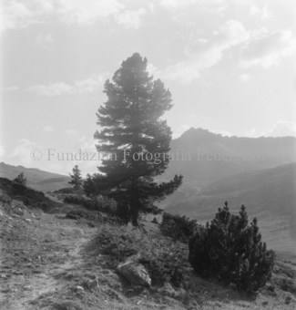 Serie: Nationalpark, Arvenwald, Til Rieser, Bezeichnung Hülle: Nationalpark, Nationalpark Arvenwald mit Personen, Val Mingèr; Nationalpark Til Rieser