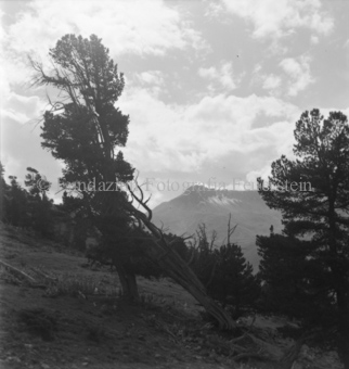 Serie: Nationalpark, Arvenwald, Til Rieser, Bezeichnung Hülle: Nationalpark, Nationalpark Arvenwald mit Personen, Val Mingèr; Nationalpark Til Rieser
