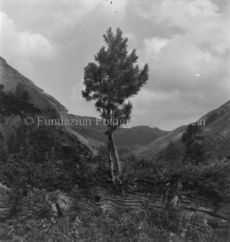Serie: Nationalpark, Arvenwald, Bezeichnung Hülle: Nationalpark, Nationalpark Arvenwald mit Personen, Val Mingèr; Nationalpark Til Rieser