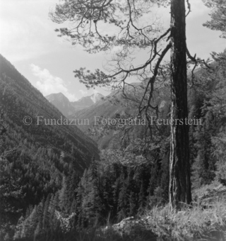Serie: Nationalpark, Arvenwald, Bezeichnung Hülle: Nationalpark, Nationalpark Arvenwald mit Personen, Val Mingèr; Nationalpark Til Rieser