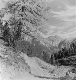 Serie: Nationalpark, Arvenwald, Bezeichnung Hülle: Nationalpark, Nationalpark Arvenwald mit Personen, Val Mingèr; Nationalpark Til Rieser