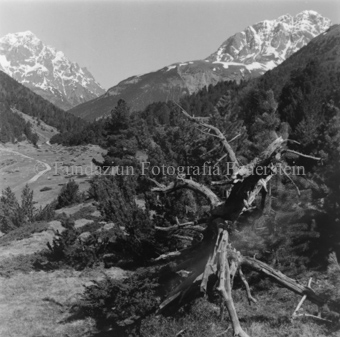 Serie: Nationalpark, Arvenwald, Bezeichnung Hülle: Nationalpark, Nationalpark Arvenwald mit Personen, Val Mingèr; Nationalpark Til Rieser