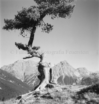 Serie: Nationalpark, Arvenwald, Til Rieser, Bezeichnung Hülle: Nationalpark, Nationalpark Arvenwald mit Personen, Val Mingèr; Nationalpark Til Rieser