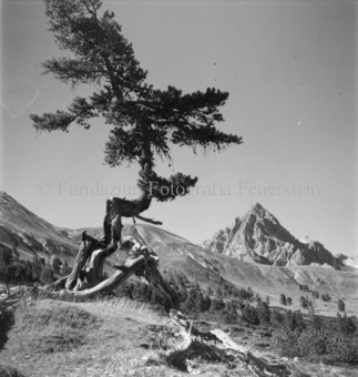 Serie: Nationalpark, Arvenwald, Til Rieser, Bezeichnung Hülle: Nationalpark, Nationalpark Arvenwald mit Personen, Val Mingèr; Nationalpark Til Rieser