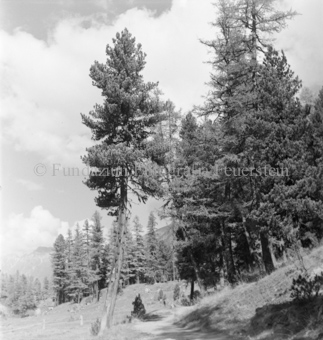 Serie: Nationalpark, Arvenwald, Bezeichnung Hülle: Nationalpark, Nationalpark Arvenwald mit Personen, Val Mingèr; Nationalpark Til Rieser