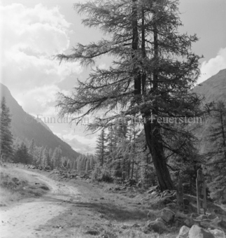Serie: Nationalpark, Arvenwald, Bezeichnung Hülle: Nationalpark, Nationalpark Arvenwald mit Personen, Val Mingèr; Nationalpark Til Rieser