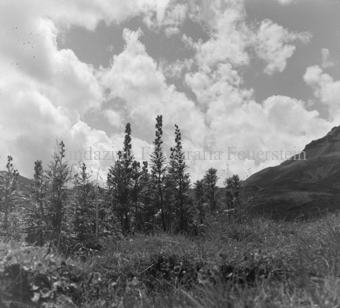 Serie: Nationalpark, Arvenwald, Bezeichnung Hülle: Nationalpark, Nationalpark Arvenwald mit Personen, Val Mingèr; Nationalpark Til Rieser