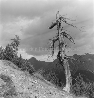 Serie: Nationalpark, Arvenwald, Bezeichnung Hülle: Nationalpark, Nationalpark Arvenwald mit Personen, Val Mingèr; Nationalpark Til Rieser