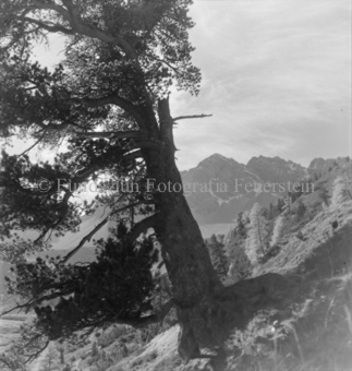 Serie: Nationalpark, Arvenwald, Til Rieser, Bezeichnung Hülle: Nationalpark, Nationalpark Arvenwald mit Personen, Val Mingèr; Nationalpark Til Rieser