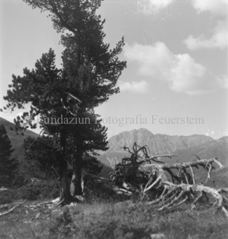 Serie: Nationalpark, Arvenwald, Til Rieser, Bezeichnung Hülle: Nationalpark, Nationalpark Arvenwald mit Personen, Val Mingèr; Nationalpark Til Rieser