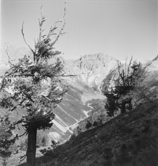 Serie: Nationalpark, Arvenwald, Bezeichnung Hülle: Nationalpark, Nationalpark Arvenwald mit Personen, Val Mingèr; Nationalpark Til Rieser