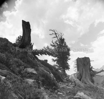 Serie: Nationalpark, Arvenwald, Til Rieser, Bezeichnung Hülle: Nationalpark, Nationalpark Arvenwald mit Personen, Val Mingèr; Nationalpark Til Rieser