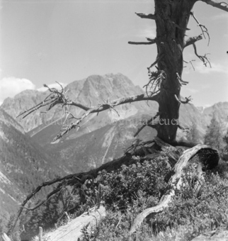 Serie: Nationalpark, Arvenwald, Bezeichnung Hülle: Nationalpark, Nationalpark Arvenwald mit Personen, Val Mingèr; Nationalpark Til Rieser