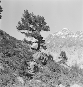 Serie: Nationalpark, Arvenwald, Til Rieser, Bezeichnung Hülle: Nationalpark, Nationalpark Arvenwald mit Personen, Val Mingèr; Nationalpark Til Rieser