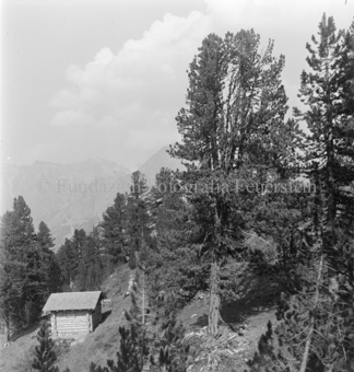 Arvenwald am Berghang, Blockhütte