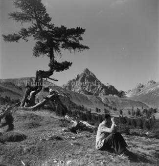 Sitzender Mann mit Fernglas, hinten krumme Arve und Berggipfel