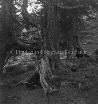 Arvenwald von Tamangur, Frau auf Arvenast