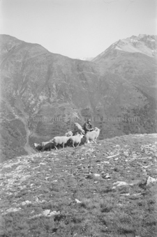 Hirte mit Schafherde, auf Steinhaufen sitzend, einige Schafe hochgeklettert, hinten Berge