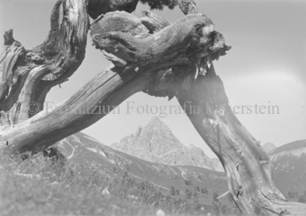 Berggipfel unter totem Arvenast hindurch fotografiert
