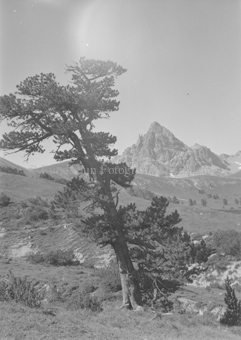 Schiefe Arve, hinten Berggipfel