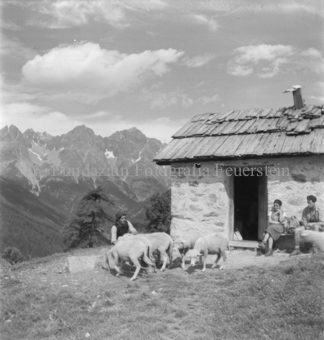 Bezeichnung Hülle: Schafe Tablasat mit Silvia und Mei, 1950