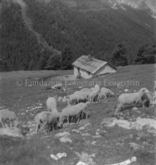 Bezeichnung Hülle: Schafe Tablasat mit Silvia und Mei, 1950
