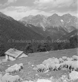 Bezeichnung Hülle: Schafe Tablasat mit Silvia und Mei, 1950
