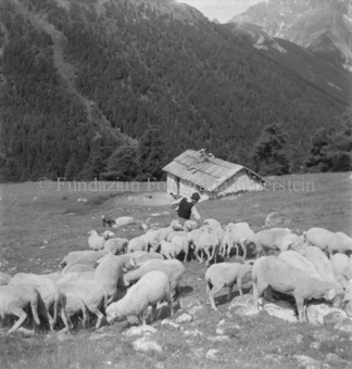 Bezeichnung Hülle: Schafe Tablasat mit Silvia und Mei, 1950