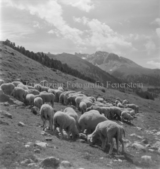 Bezeichnung Hülle: Schafe Tablasat mit Silvia und Mei, 1950