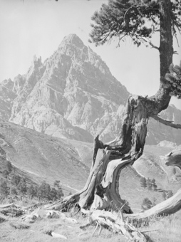 Krumme Arve, dahinter Berggipfel