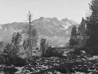 Tote und lebende Bäume, hinten Berggipfel