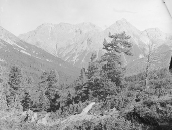 Wald, hinten Berggipfel