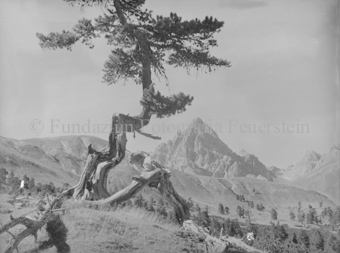 Krumme Arve, dahinter Berggipfel