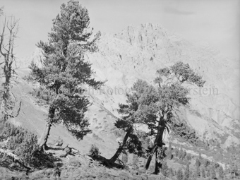 Drei Arven an Berghang, hinten Berggipfel