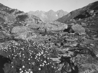 Blumenfleckchen, Teich voller Steine, hinten Berggipfel