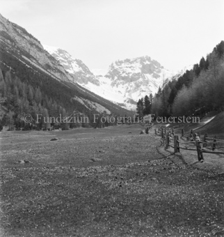 Wiese mit Blümchen, umzäunter Feldweg, schneebedeckte Berggipfel
