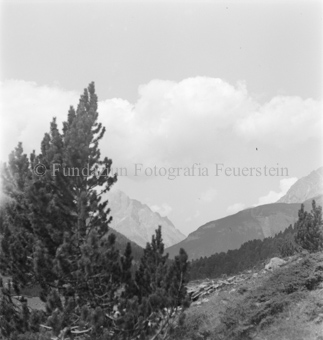 Arve vor Berglandschaft