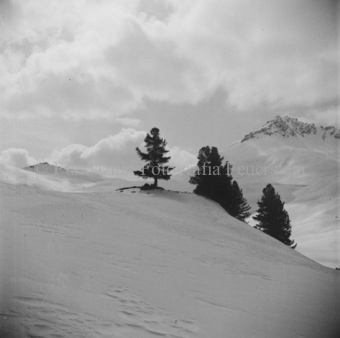 Verschneite Berglandschaft, einige Arven auf Hang