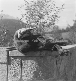 Geschossene Gämse (Beine gebunden) auf Steinmauer