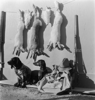 Geschossene Hasen und Tauben an Leine bei Wand, Hunde und Jagdausstattung