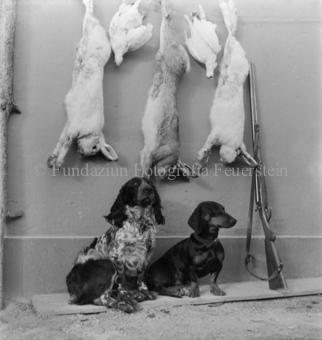 Geschossene Hasen und Tauben an Leine bei Wand, Hunde und Gewehr