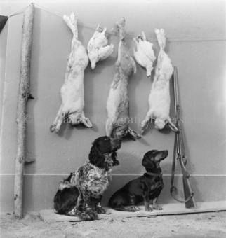 Geschossene Hasen und Tauben an Leine bei Wand, Hunde und Gewehr