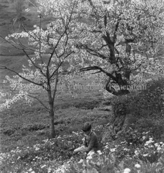 Knabe mit Blume auf Blumenwiese, Bäume in Blüte