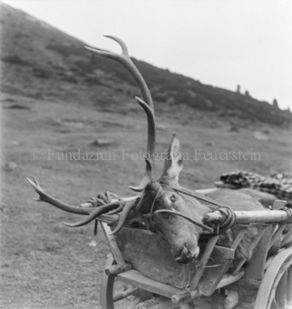 Geschossener Hirsch auf Holzwagen