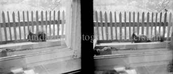 Eichhörnchen, fressend auf einem Futterbrett vor Fenster