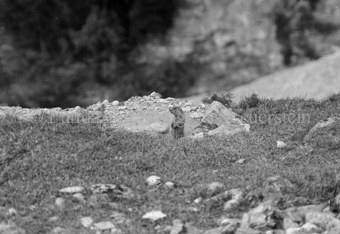 Stehendes Murmeltier, auf einer Wiese