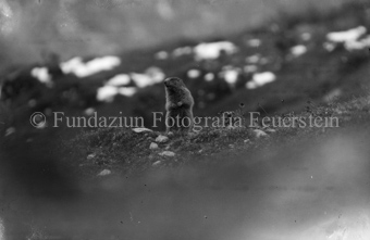 Stehendes Murmeltier, auf einer Wiese