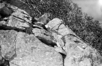 Murmeltier hinter Felsen